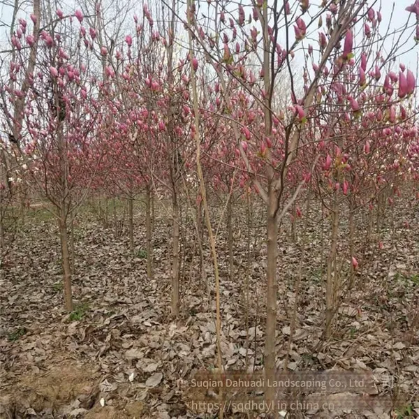 Prices of 8 - Centimeter, 10 - Centimeter and 12 - Centimeter Magnolia Liliflora in 2021 photo-4