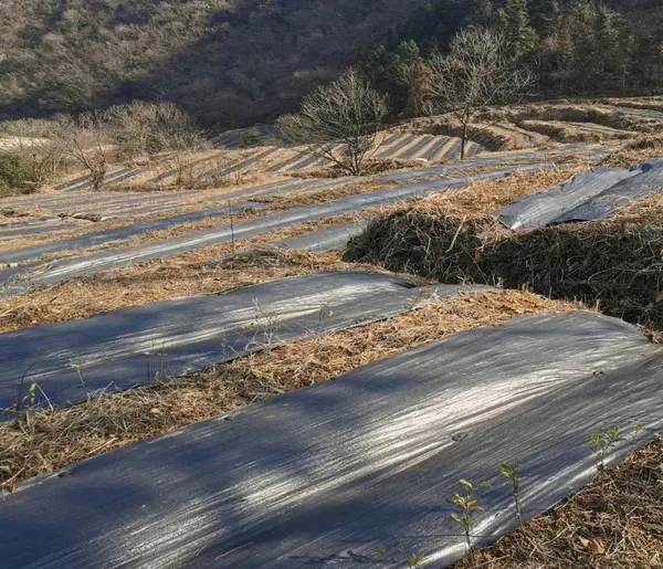 Original Manufacturer of Orchard Weed Control Fabric and Agricultural Weed Barrier Fabric Exporter for Foreign Trade photo-2