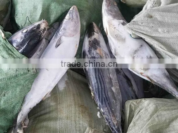 Whole Round 1000g up Frozen Belted Bonito Sarda Orientalis Tuna Fish photo-6