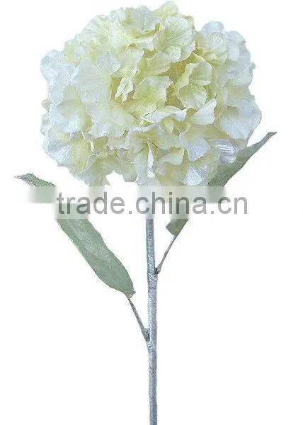 Christmas Flower Hydrangea, Christmas Flower