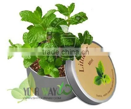Wooden Box Mini Plant photo-4