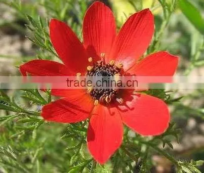 Summer Adonis , Adonis,flower Seed photo-3