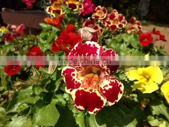 Golden Monkeyflower ,Mimulus , Flower Seeds , Herb Seed,vegetalbe Seed,fruit Seed,grass Seed photo-6