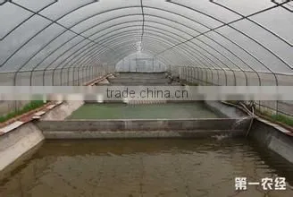 Aquaculture System in the Greenhouse
