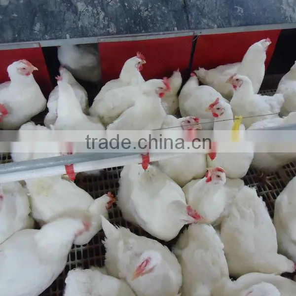Chicken Drinking System