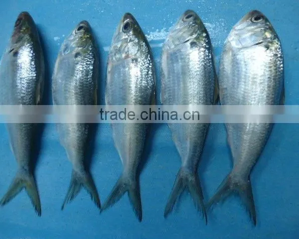 Frozen Gizzard Shad Whole Round photo-2