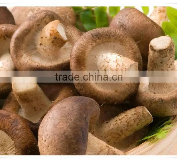 Frozen Mushroom photo-3