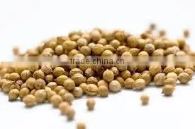 Coriander
