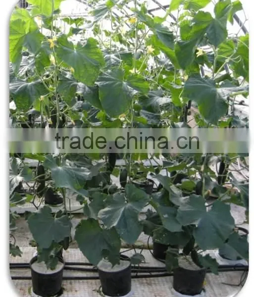 Excellent High Quality Chemical Raw Material High High High photo-6