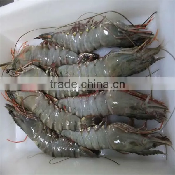 Frozen Shrimp and What is Shrimp