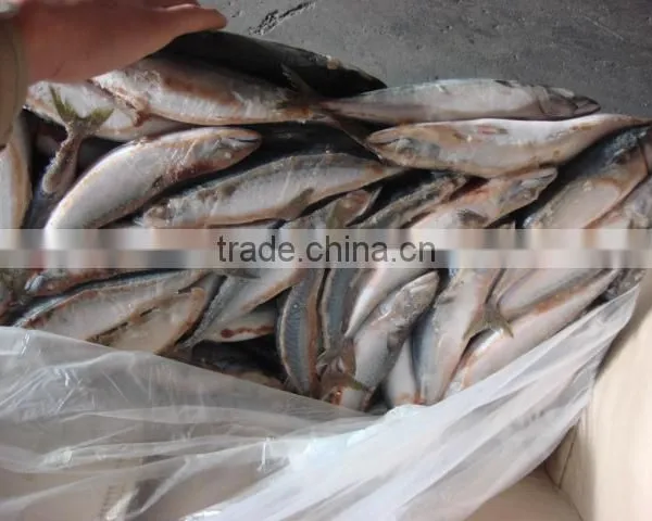 Whole Round Frozen Pacific Mackerel150-200g photo-4