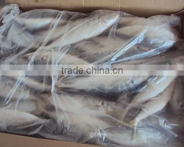 BQF WHOLE ROUND FROZEN HORSE MACKEREL FISH photo-3