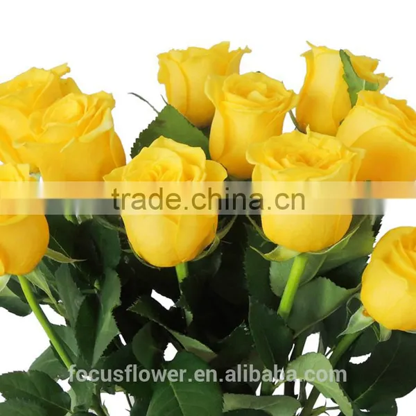 Dubai Fresh Flower Importers Rose Flowers Rare Rose Fresh Anthurium Rose Wholesale All Types of Flowers Wholesale photo-3