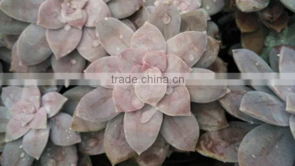 Graptopetalum Pentandrum v Superbum, Decorative Plants Echeveria, Succulent Plants, Tropical Plants photo-2