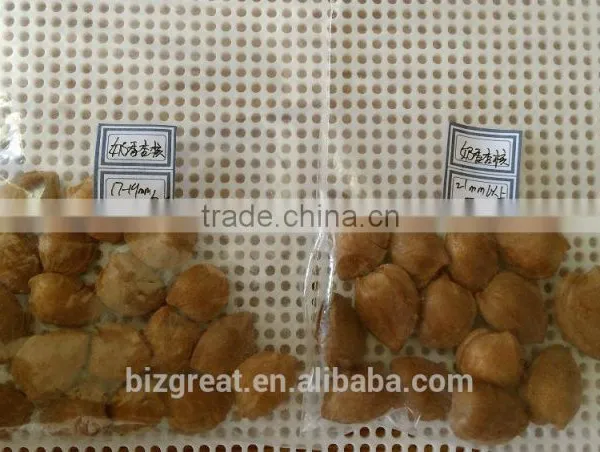 Supply With Chinese Bulk Spicy Flavored Roasted Apricot Kernels in Shell photo-3