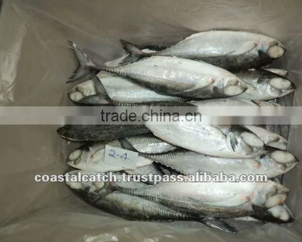 HORSE MACKEREL