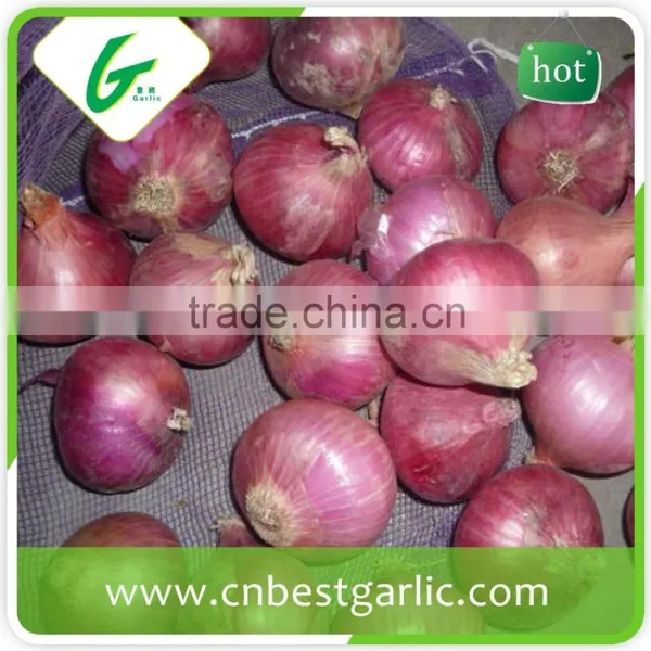 Dehydrated Fresh Onion Buyers photo-2