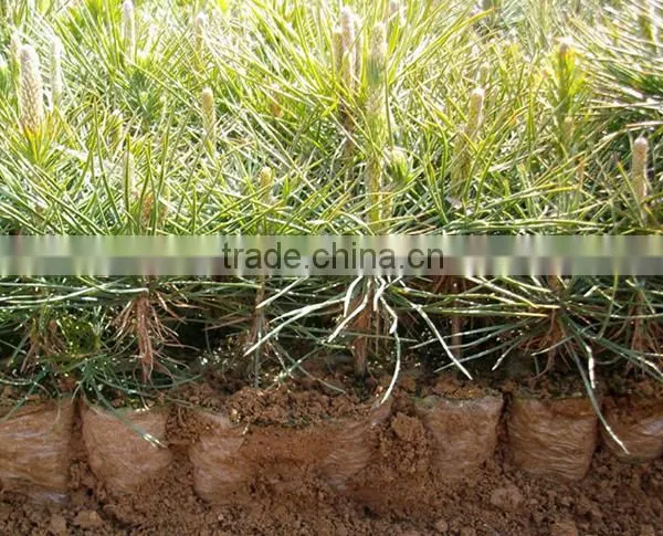 Pinus Massoniana Seedling photo-4