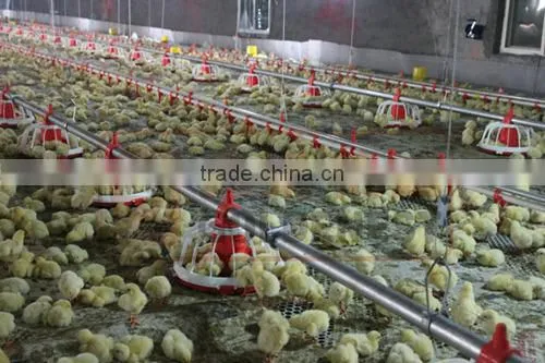 Goldenest Manufacturer Poultry Feeding Line Automatic Equipment Poultry for Sale JCZY-OP01 photo-3