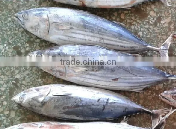 Canned Fish Skipjack Tuna Producer photo-2
