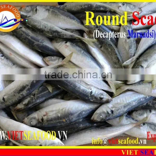 FROZEN MARUADSI (ROUND SCAD) photo-6