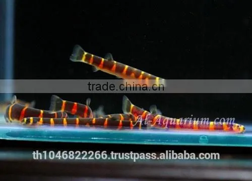 Giant Coolie Loach Fish / Aquarium Fish Farm photo-5