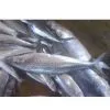 Chilled/Fresh Mackerel