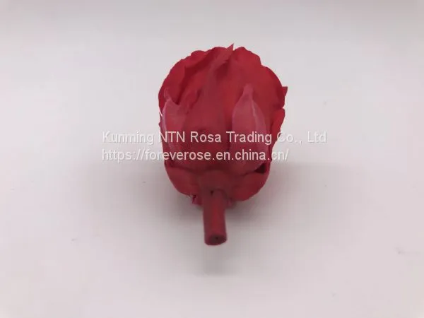 A Grade Everlasting Fresh Flower Decoration Rose Preserved Rose Head photo-4