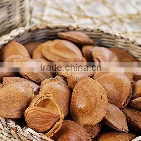 Apricot Dried Apricot Kernel