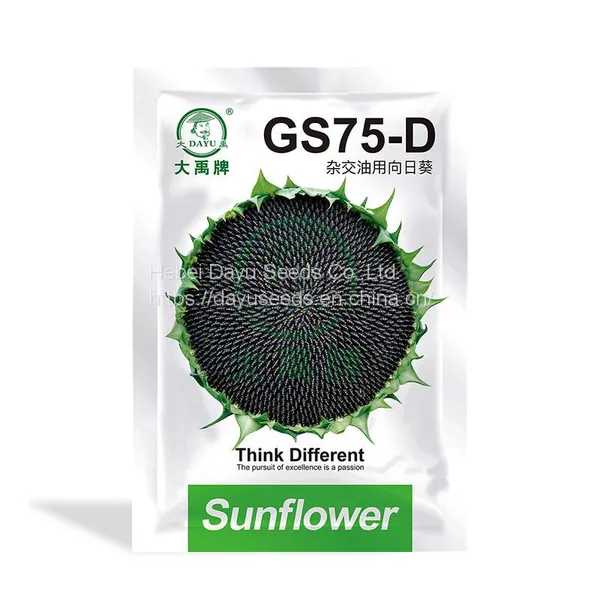 Newly Bred Three-line Hybrid Early Maturity Oil Sunflower Planting Sunflower Seeds Hybrid Oil Sunflower Seeds