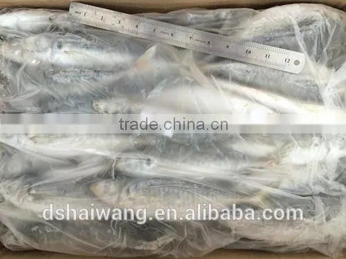 Frozen Whole Round Trachurus Japonicus With Size 40 - 60 Pcs / 10kg Ctn photo-2