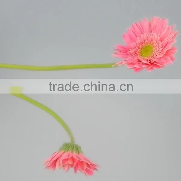 Fashionable Honey Fresh Cut Gerbera Flower photo-3