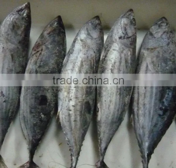 Skipjack Tuna Whole Round photo-3