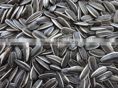 Inner Mongolia Sunflower Seeds 5009 photo-2