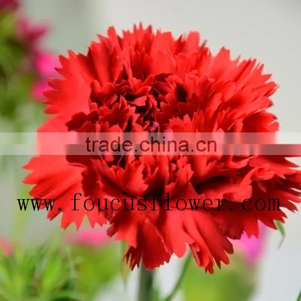Different Colors Wedding Flower Red Carnation Flower Flower Bouquets photo-4