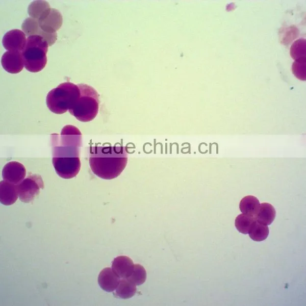 50pcs Box Chick Embryo Prepared Microscope Slides photo-4