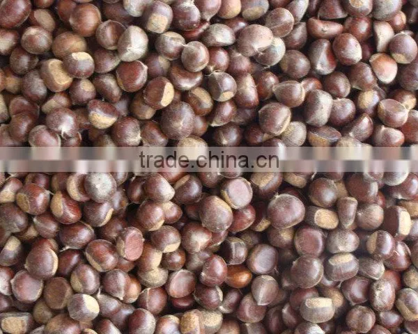 Fresh Chestnut