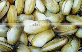 Geo-Duck / Otter Clam (Lutraria Philippinarum)