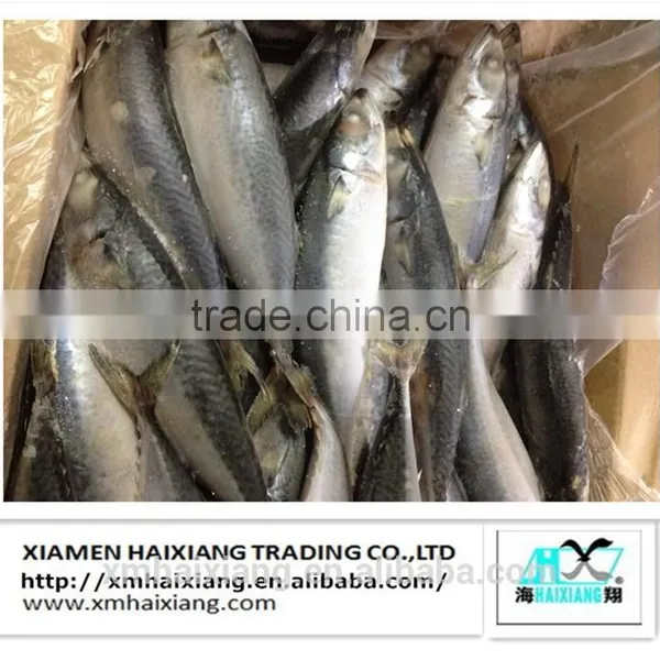Frozen Mackerel Prices photo-3