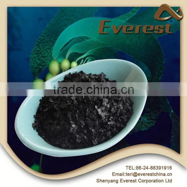 Natural Kelp Source Dried Seaweed