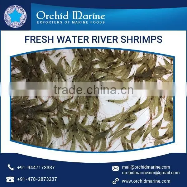 Fresh Quality Widely Demanded Water River Shrimps at Attractive Price photo-3
