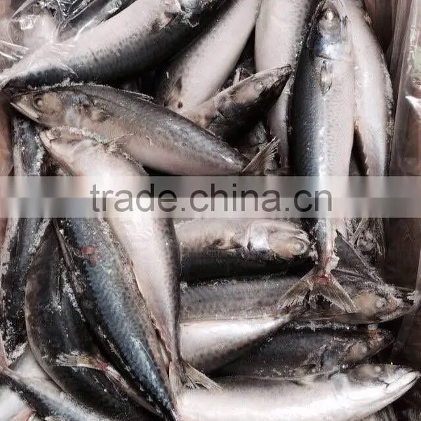 Frozen Mackerel Prices photo-3