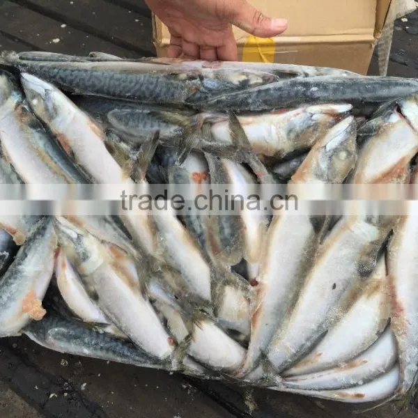 SeaFrozen Pacific Mackerel 2016 NEW SCOMBER JAPONICUS 200-300g photo-2