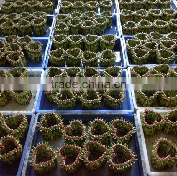 Lucky Bamboo ( Dracaena Sanderiana) Heart Shape photo-2