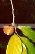Chaulmoogra Oil photo-2