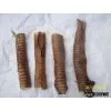 Dry Trachea