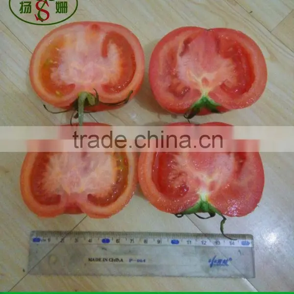 Tomato photo-3