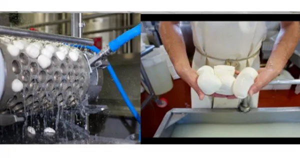 Genyond 150-250kg/h Kapazität Mozzarella-Käse-Schneide-, Koch-, Streck- und Formmaschine photo-2