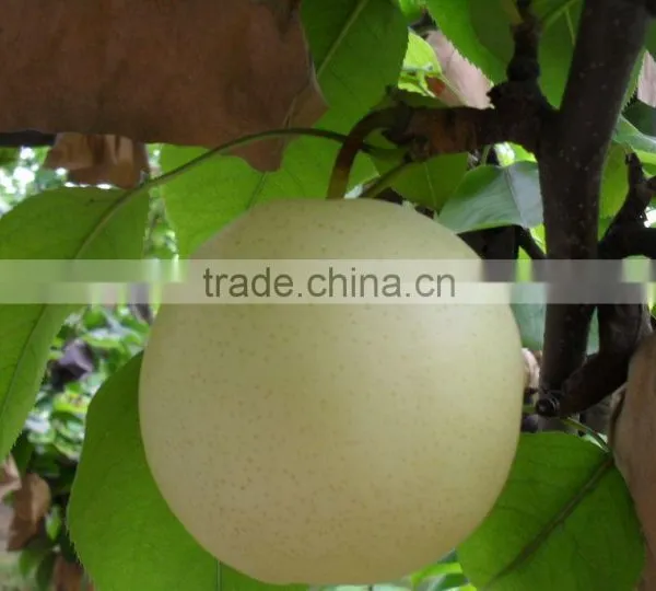 9KG Fresh Golden Pear 40-44 Size photo-3
