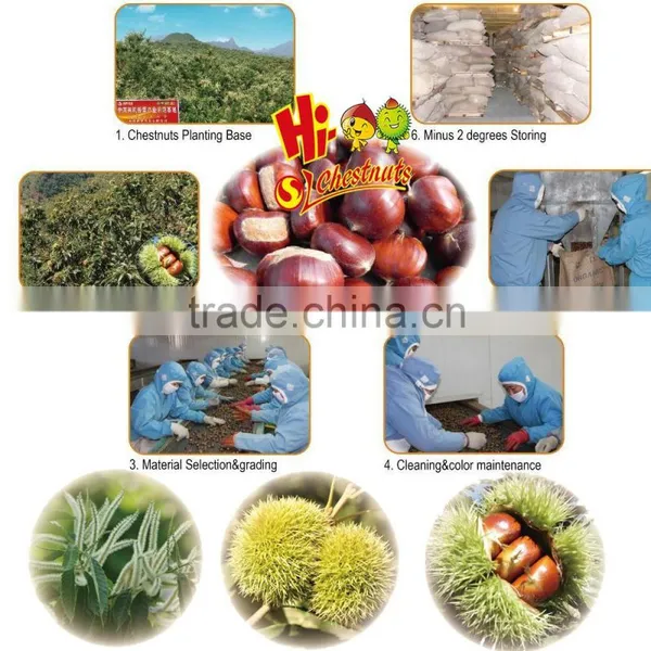 Sweet and Easy Peeling Chinese Chestnut photo-5
